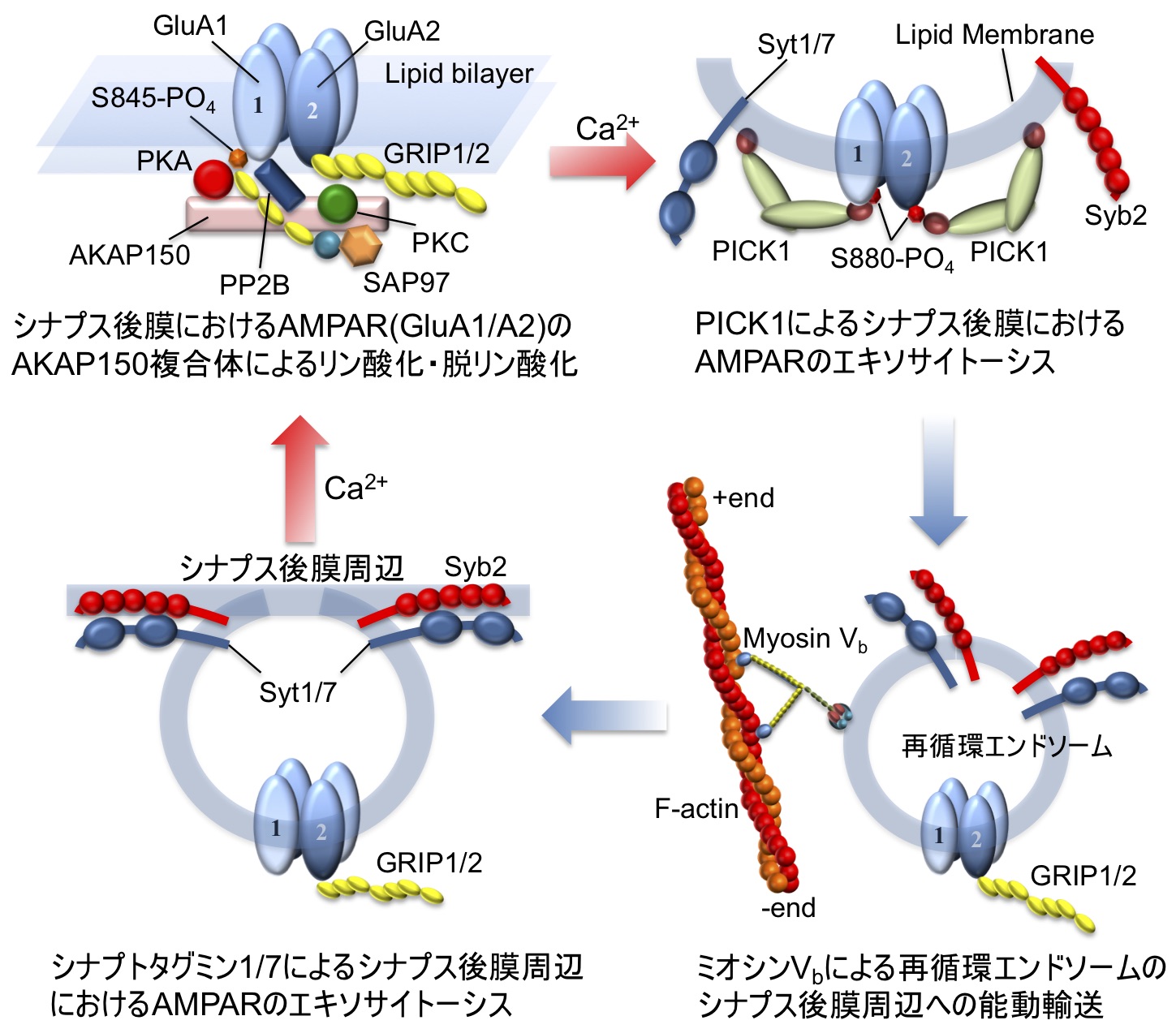 図1. 海馬興奮性ニューロンにおけるLTP/LTDを再現する後シナプスにおけるAMPAR輸送システム。(左上) AKAP150シグナル複合体(リン酸化酵素PKA, PKC; 脱リン酸化酵素PP2B)と GluA1/A2ヘテロ4量体)AMPARとの間の足場タンパク質(SAP97, GRIP1/2)を介した相互作用モデル。(右上) カルシウムセンサPICK1によるAMPARのカルシウム依存エンドサイトーシス。(右下) エンドサイトーシスで細胞質内に取り込まれたAMPAR含有再循環エンドソームの分子モーターミオシンVbによるシナプス後膜周辺方向への能動的輸送。(左下) カルシウムセンサシナプトタグミン1/7(Syt1/7)によるAMPAR含有再循環エンドソームのカルシウム依存エキソサイトーシスによるシナプス後膜周辺へのAMPARの取り込み。