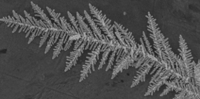 銀の樹状構造：ナノの世界が織りなす多彩な光とその応用